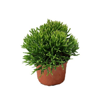 Hatiora Bambusoides 